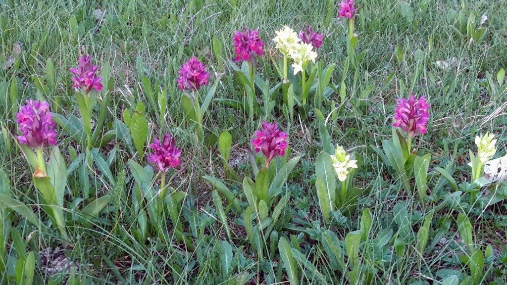 Camping De Vassieux En Vercors