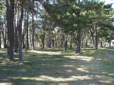 Pine de1